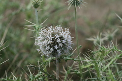 Echinops echinatus